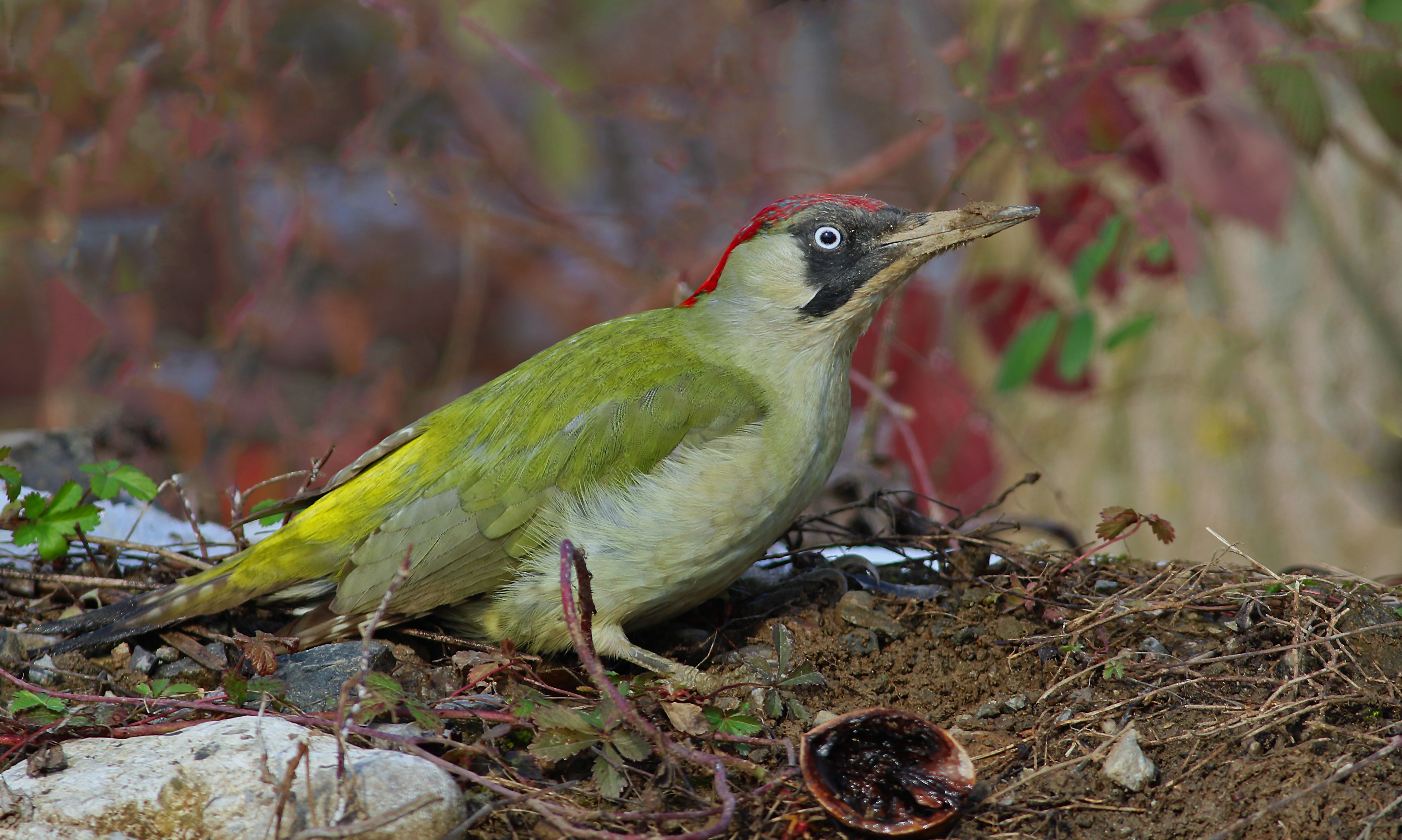 Eurasian Green Woodpecker — Ana fotoğraf
